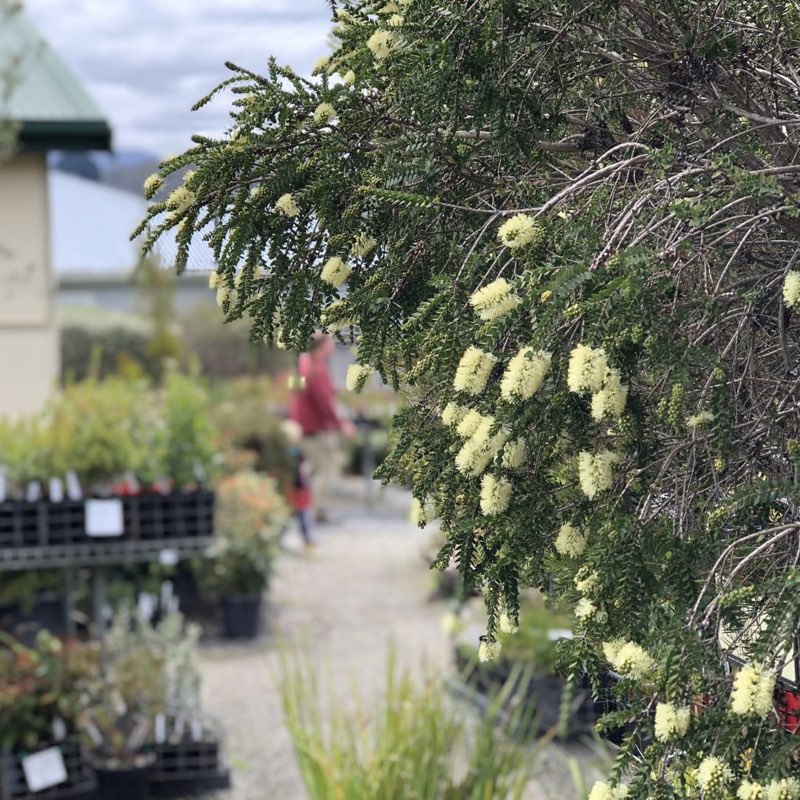 Native plants near Hobart