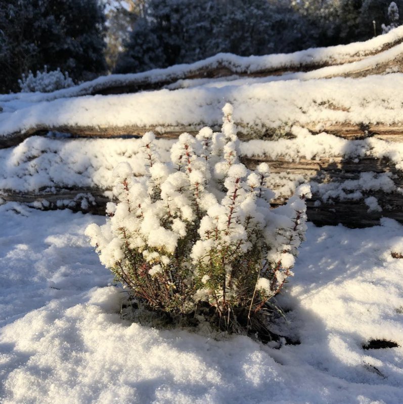 Native plant in snow